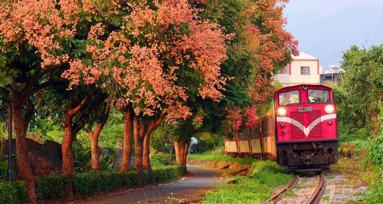 A colorful train in a scenic setting with cherry blossoms.