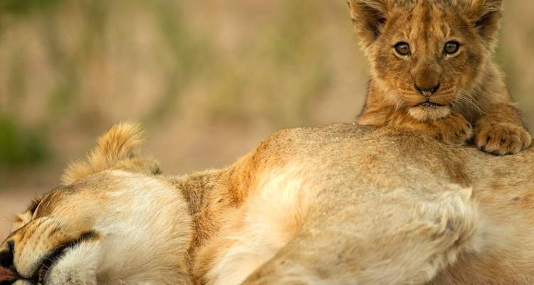 Eine Löwin und ihr Junges ruhen auf Gras.