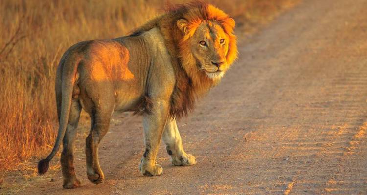 Ein männlicher Löwe, der auf einem Feldweg steht, mit Sonnenuntergangslicht.