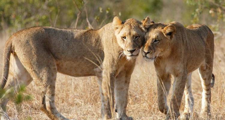 Zwei Löwinnen stehen eng beieinander in einem grasbewachsenen Bereich.