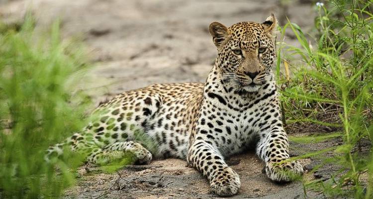 Ein Leopard, der ruhig auf einem Erdweg mit Grünzeug ringsum sitzt.