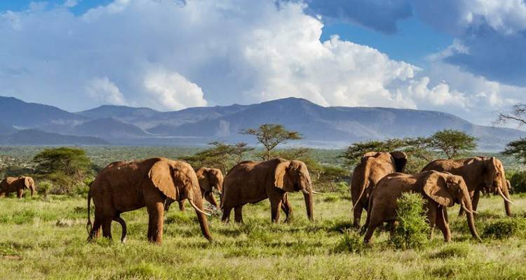 Eine Herde Elefanten, die in einer offenen Savanne mit Bergen im Hintergrund grast.