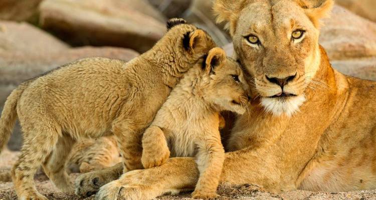 Eine Löwin mit zwei Jungen, die einander Zuneigung zeigen.