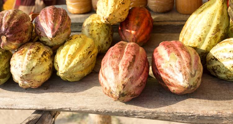 Primer plano de vainas de cacao coloridas exhibidas en una mesa de madera rústica bajo la luz del sol.