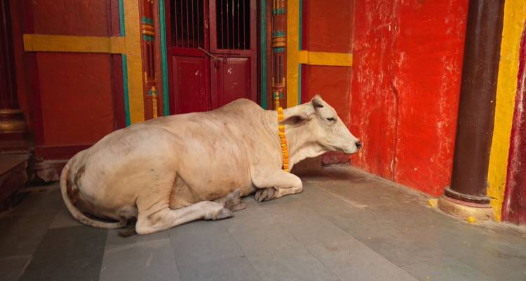 Vache sacrée se reposant contre un mur de temple aux couleurs vives.