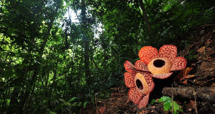 Rare Rafflesia flowers located in a dense forest area.