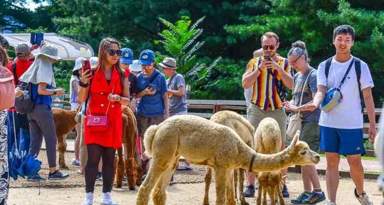 A group of people interacting with alpacas in an outdoor setting.