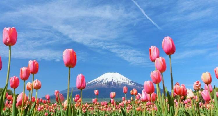 A field of tulips with Mount Fuji in the background under a blue sky.