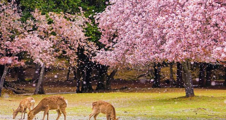 Cherry blossoms and deer in a tranquil park setting.