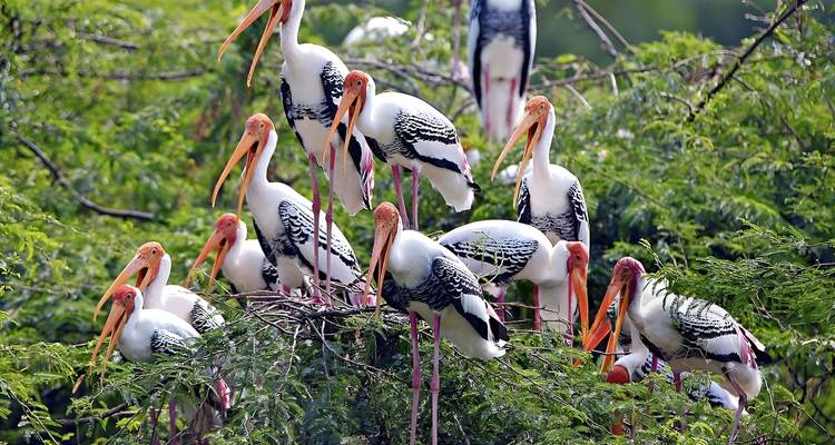 Group of painted storks perched on a tree.