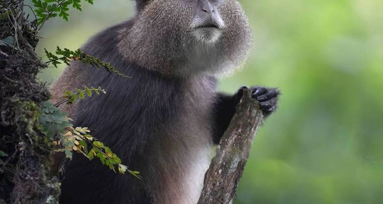 A golden monkey with fluffy cheeks perches on a mossy branch against a blurred green forest background.