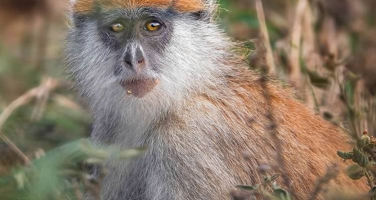 Close-up of a rust-colored monkey gazing through foliage with bright amber eyes.