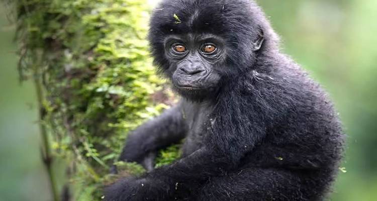 A wide-eyed baby gorilla clings to a mossy tree trunk in a lush rainforest setting.