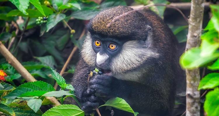 A bright-eyed monkey nibbles on green berries while crouched among dense foliage.