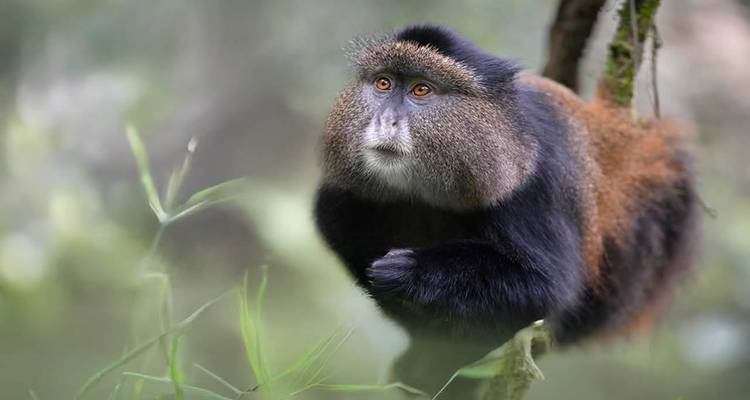 A golden monkey with a fluffy collar rests on a branch, gazing into the distance in a misty forest.