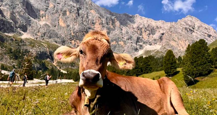 Bruine alpenkaas rustig in een bloemrijke weide onder ruige grijze rotsen en blauwe lucht.