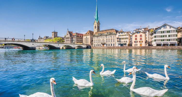 Graceful swans glide on the turquoise Limmat River with Zurich’s historic skyline and Fraumünster spire behind.