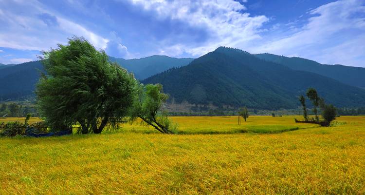 Een weelderig veld met een boom die buigt in de wind tegen een bergachtige achtergrond.
