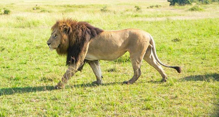 Einsamer Löwe, der im Grasland wandelt.