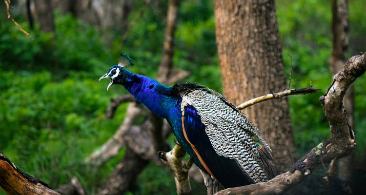 A peacock perched on a tree branch in a lush green forest