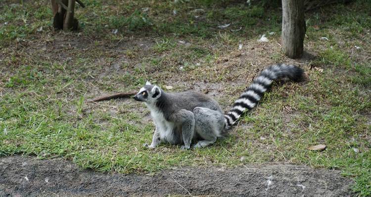 Ring-tailed lemur sitting in a grassy area, likely in Madagascar.