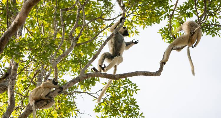 Tres lémures sifaka saltan y descansan en ramas delgadas bien arriba en un dosel iluminado por el sol.