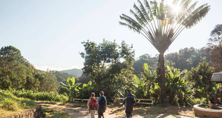 Tres senderistas caminan por un sendero frondoso bajo una imponente palmera del viajero mientras el sol matutino se filtra por entre las hojas.