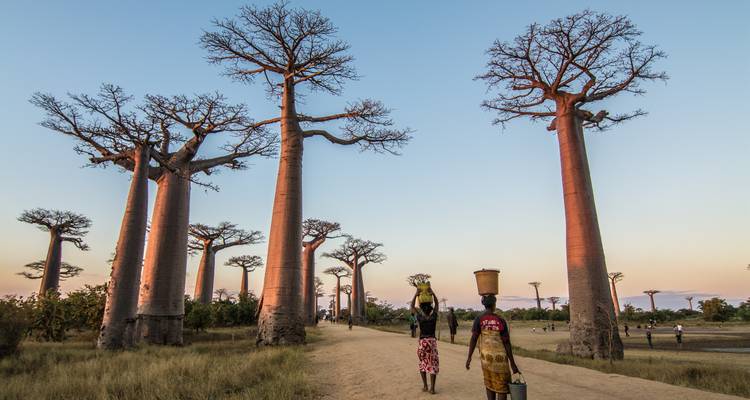 Pink evening light bathes leafless baobabs as two women carry water pots along the dusty avenue.