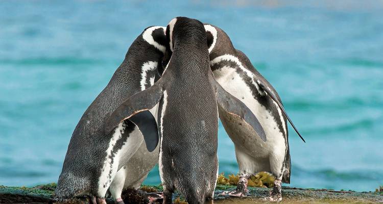Three penguins huddling together by the sea.