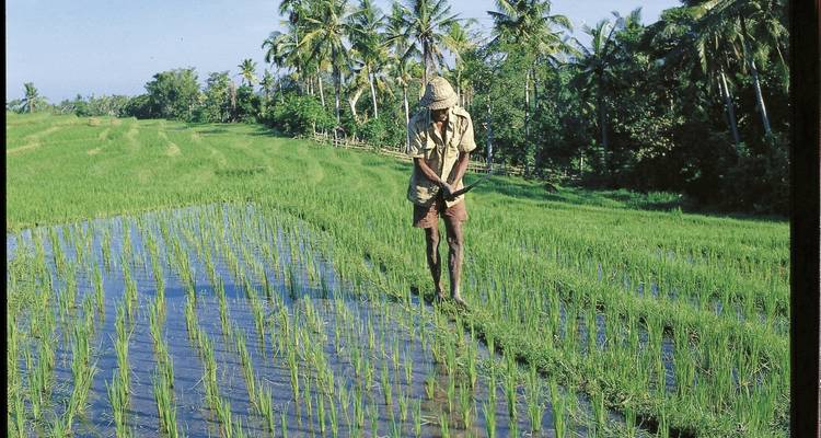 Farmland worker in a lush green rice field.