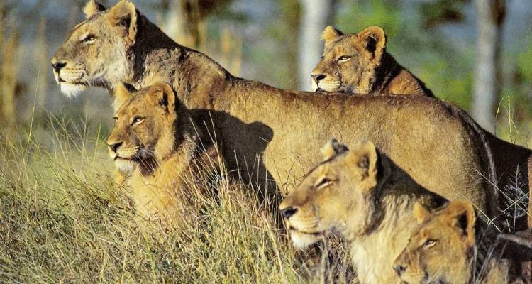 Un grupo de leones descansando y observando en un entorno de sabana.
