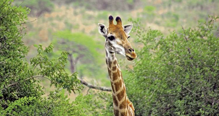 Una jirafa asomándose entre los árboles en una reserva natural.