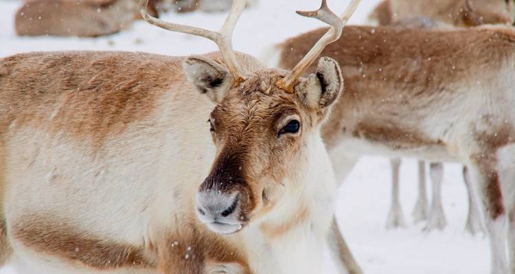 Nahaufnahme eines Rentiers in einer schneereichen Umgebung.