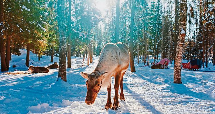 Rentiere in einem verschneiten Wald mit Sonnenlicht, das durch die Bäume fällt.
