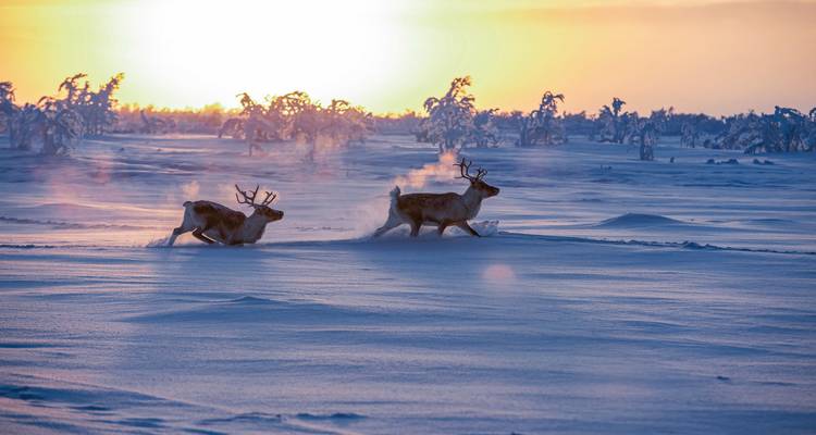 Renos corriendo por llanuras nevadas al amanecer.