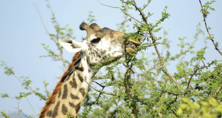 Giraffe eating leaves from a tree in the savannah.