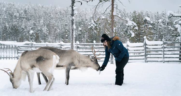 Person füttert Rentiere in einer verschneiten Umgebung.