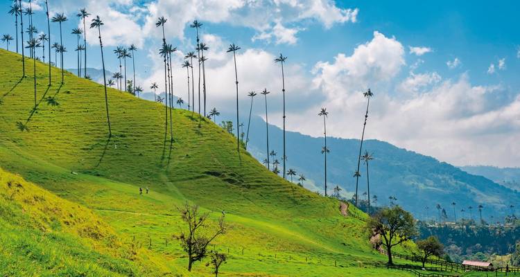 A verdant hillside with tall palm trees in a lush valley.