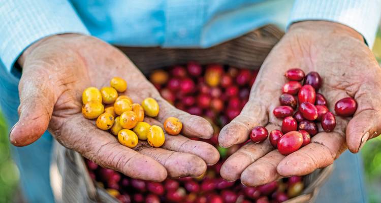 Two hands holding red and yellow coffee berries with a basket beneath.