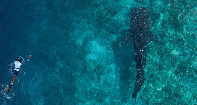 Bovenaanzicht van een snorkelaar die zwemt nabij een enorme walvishaai in helder tropisch water.
