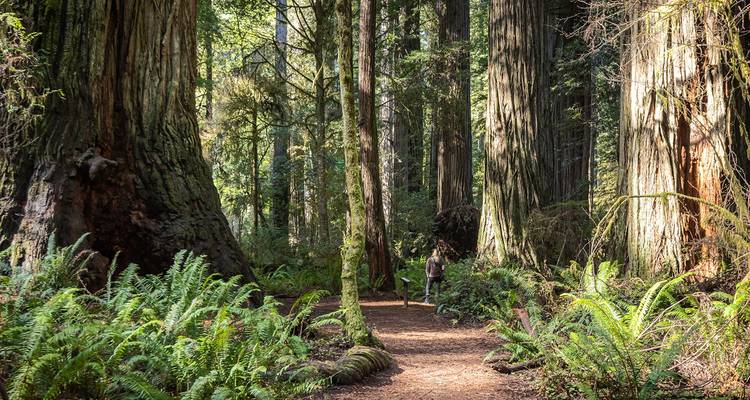 Hoge sequoia's torenen uit boven een bladrijk pad waar een eenzame wandelaar door weelderig bos met varens loopt.