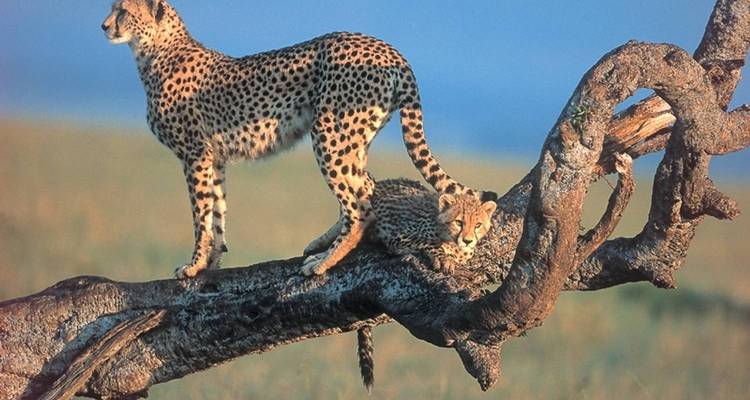 Gepard auf einem Ast in einer Savanne