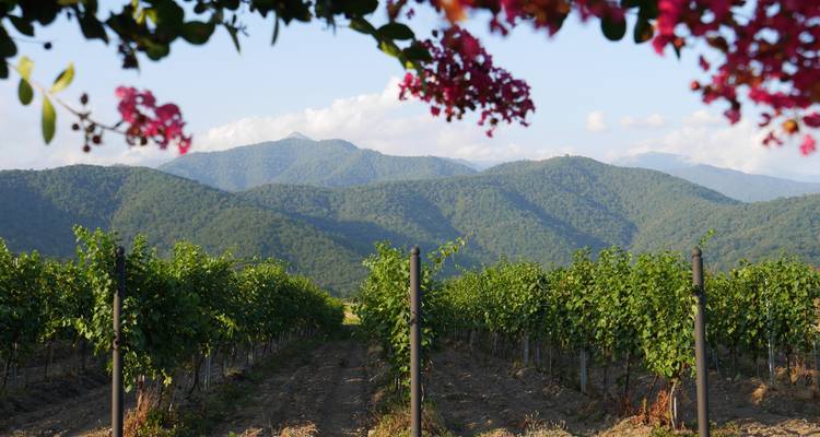 Weinberge mit Bergen im Hintergrund, eingerahmt von blühenden Pflanzen.