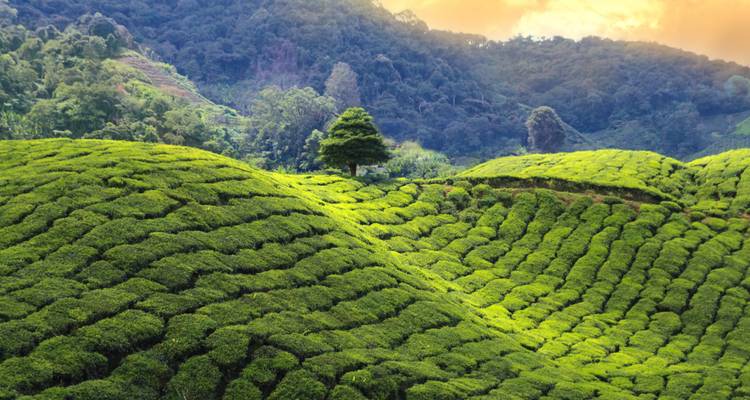Lush green tea plantations with rolling hills and a single tree.