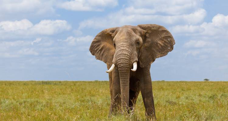 Elefant steht in einem Grasland mit blauem Himmel im Hintergrund.
