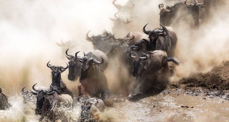 Wildebeests crossing a river in a dusty scene.