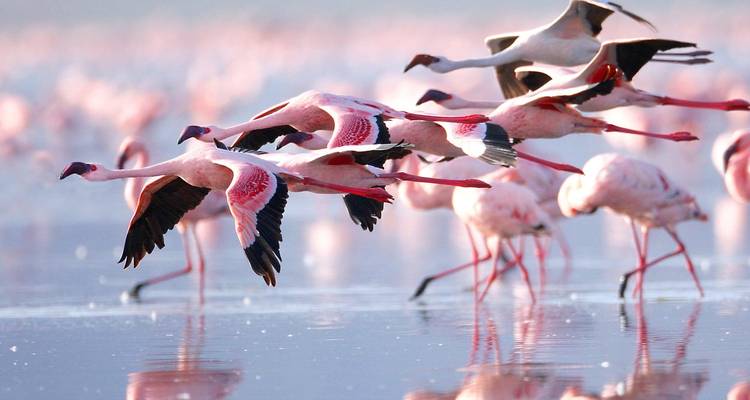 Flock of flamingos taking flight over water.