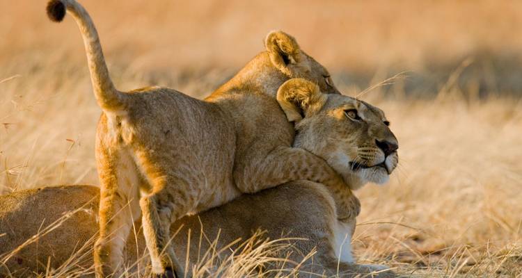 Lion cub embracing an adult lion in dry grass.