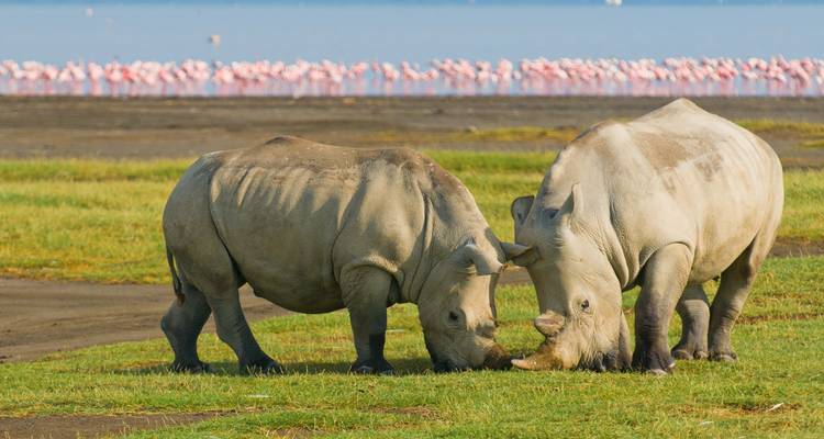 Two rhinos grazing with flamingos in the background.