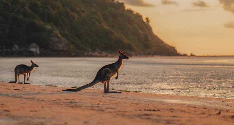 Kängurus am Strand bei Sonnenuntergang mit Klippen im Hintergrund.